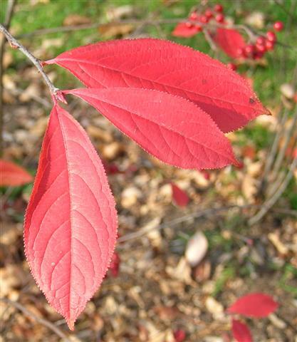 Red Chokeberry leaves